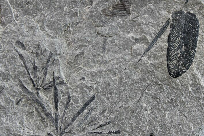 Fossil Flora (Macroneuropteris? & Annularia) Plate - Kentucky #154659